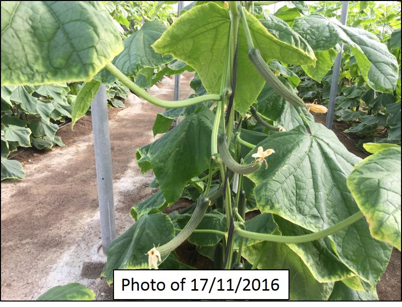 Biological cucumber with problems in fruit setting